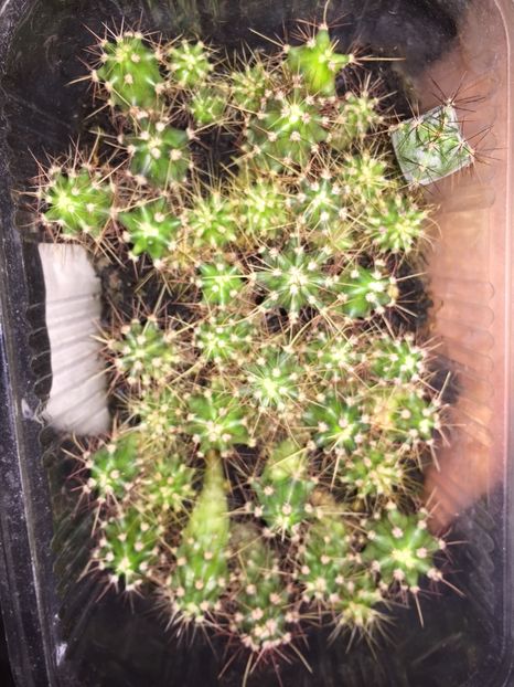 7755C59B-BB6E-4AB2-B8C5-4FF9C0EBBA5F - Cactusi din seminte