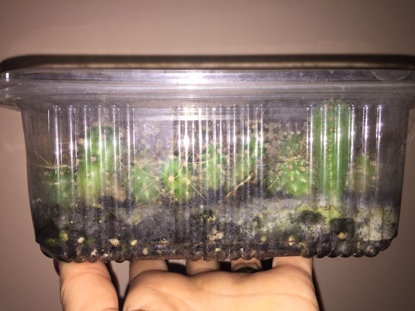 18F3DF72-6F06-49EE-AA22-ECA33F44D117 - Cactusi din seminte
