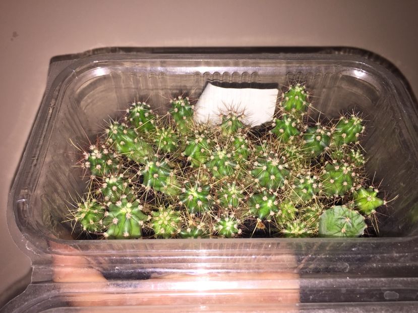 DE8B7D02-94E3-425F-B2FC-5300409D7C2F - Cactusi din seminte