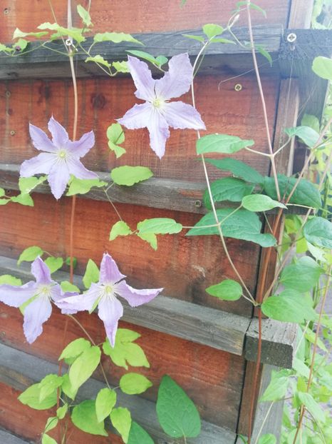  - Clematis