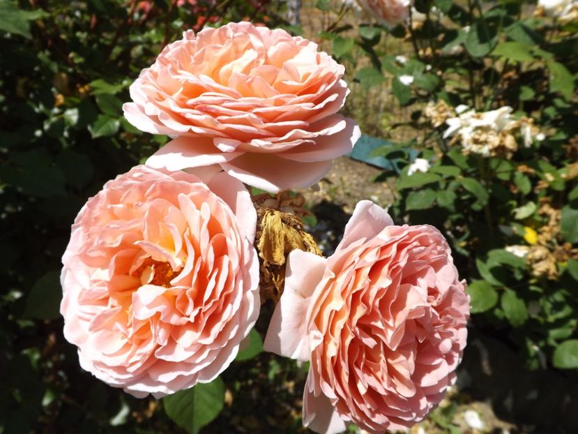  - Abraham Darby - 3