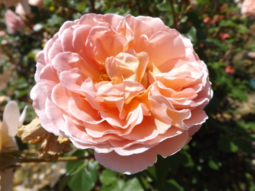  - Abraham Darby - 3