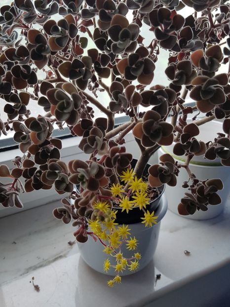 Aichryson laxum - Cactusi si plante suculente 2017-2018-2019
