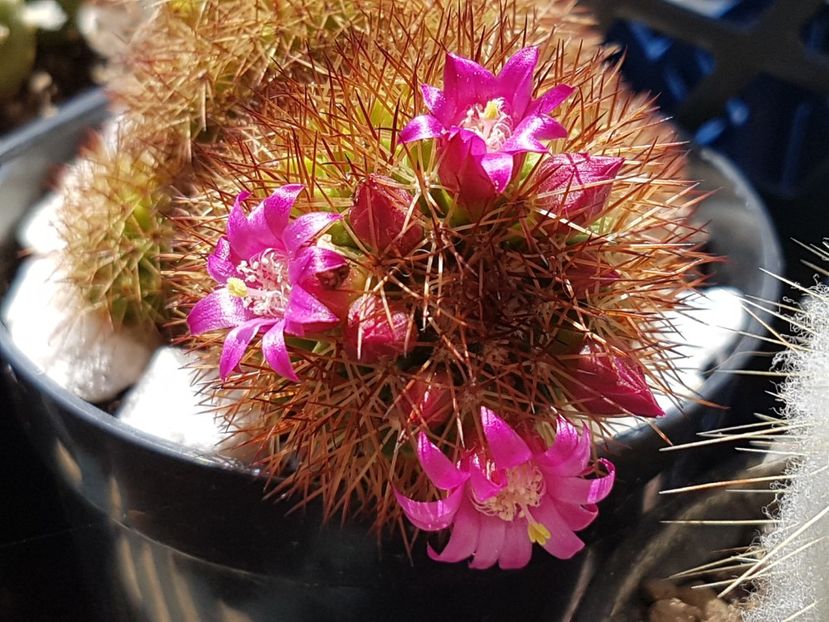 M. spinosissima - Mammillaria