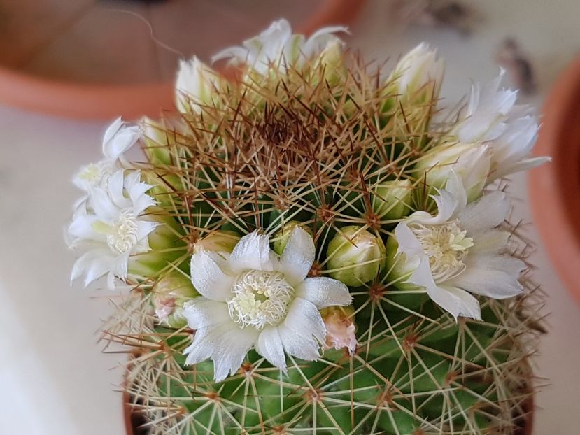 M. spinosissima cu flori albe - Mammillaria