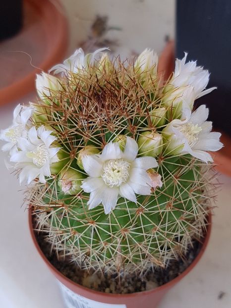  - Mammillaria