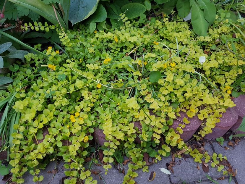 A inflorit lysimachia nummularia - Iunie 2019