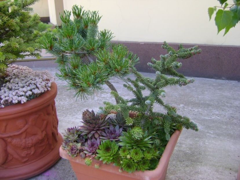 Abies pinsapo & Pinus Shizukagoten - Primavara 2019