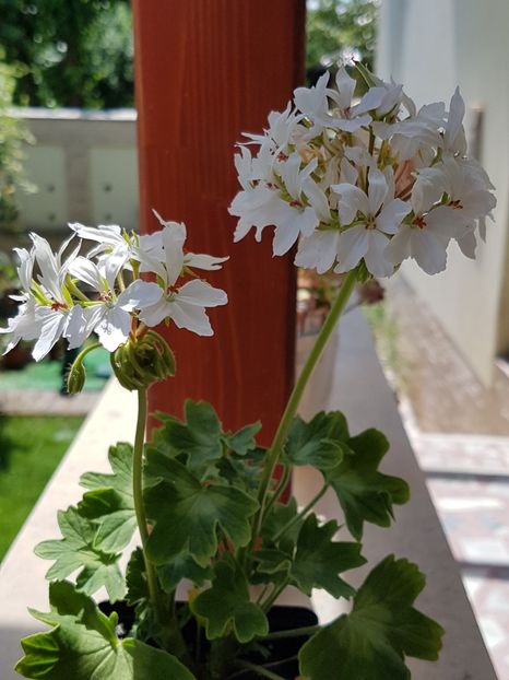 Arctic star - Muscate de colectie 2019