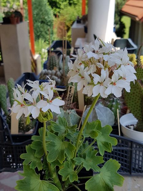 Arctic star - Muscate de colectie 2019