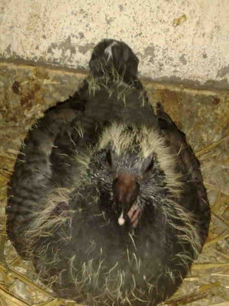  - Pui 2017-2018 -2019-2020 -2021-matca-doici-vind aproape tot lotul