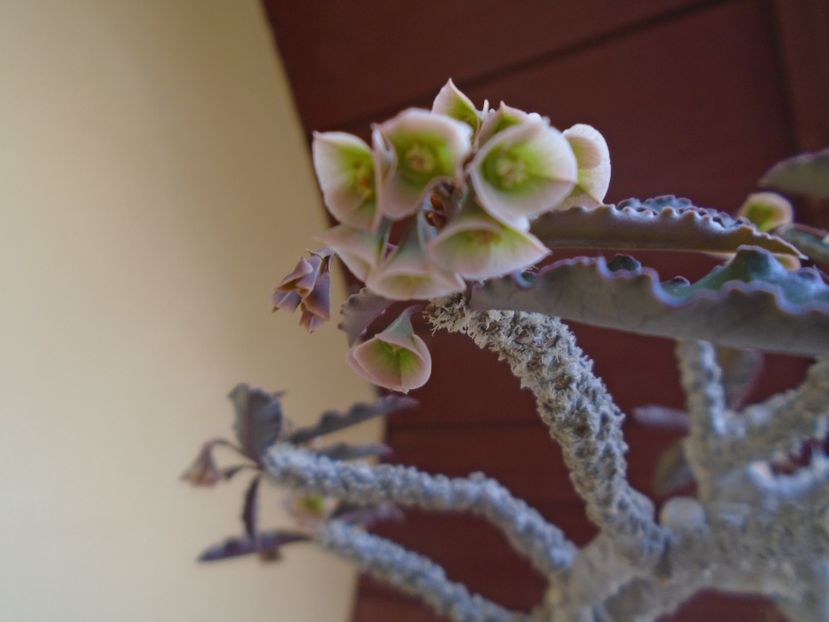 Euphorbia suzannae-marnierae - Caudiciforme si bulbi 2019