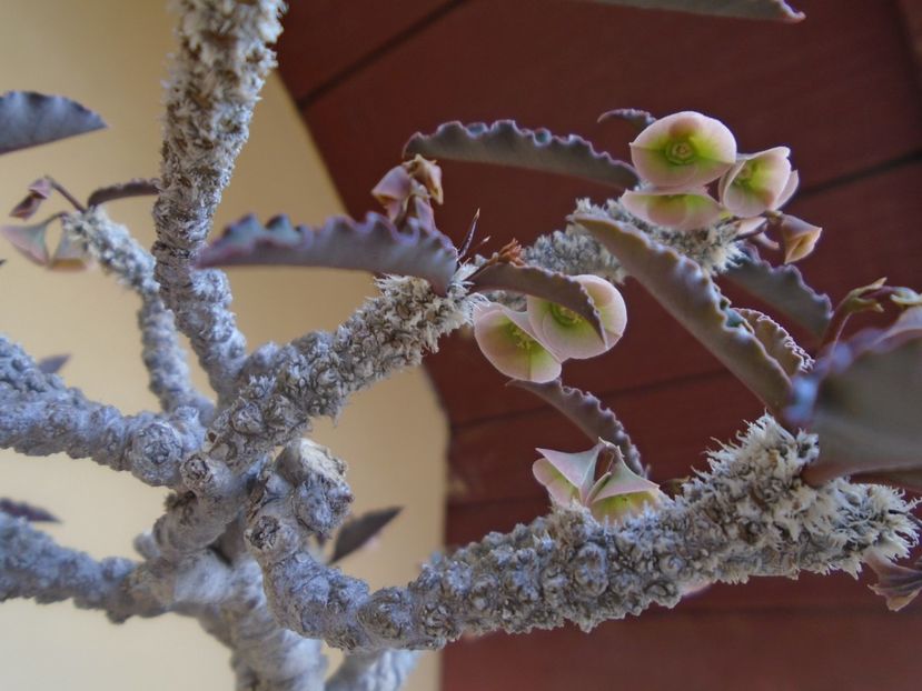Euphorbia suzannae-marnierae - Caudiciforme si bulbi 2019