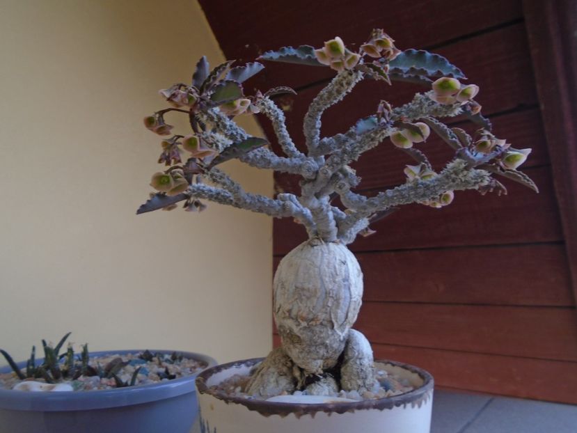 Euphorbia suzannae-marnierae - Caudiciforme si bulbi 2019