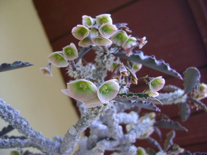 Euphorbia suzannae-marnierae - Caudiciforme si bulbi 2019