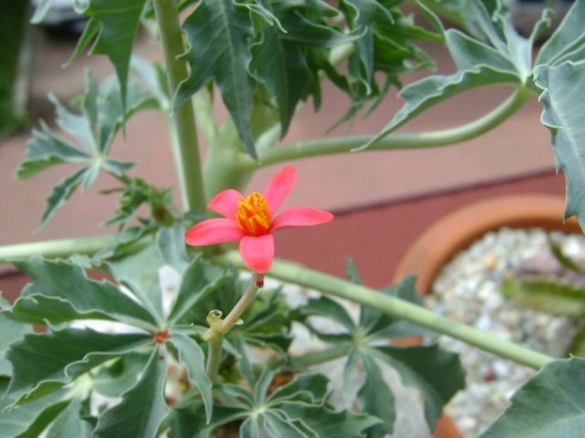 Jatropha berlandieri - Caudiciforme si bulbi 2019