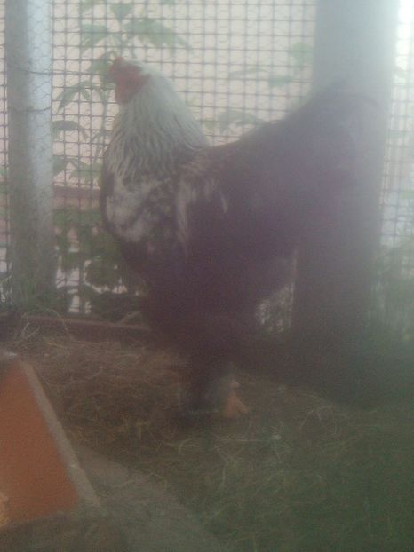  - Cocos brahma negru