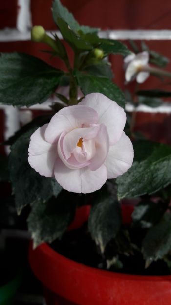 Amelia V.sport sau Summer ... - 10 Achimenes 2019