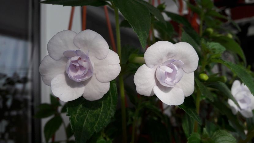 Picotte - 10 Achimenes 2019