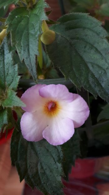 Mesage Blance - 10 Achimenes 2019