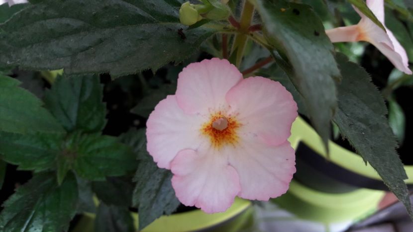 Rozi Roza var.1 - 10 Achimenes 2019