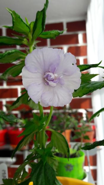 Made in Heaven - 10 Achimenes 2019