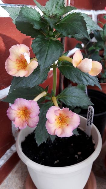 Amelia V. - 10 Achimenes 2019