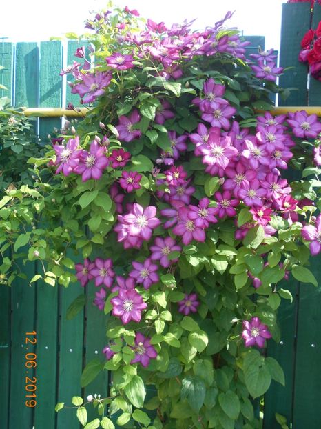  - 2Clematite 2019