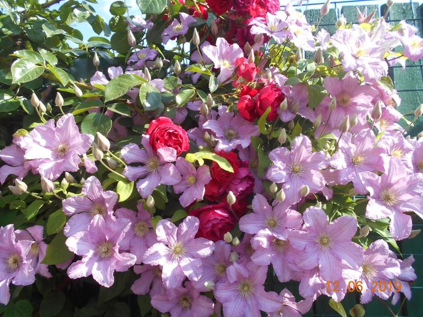  - 2Clematite 2019