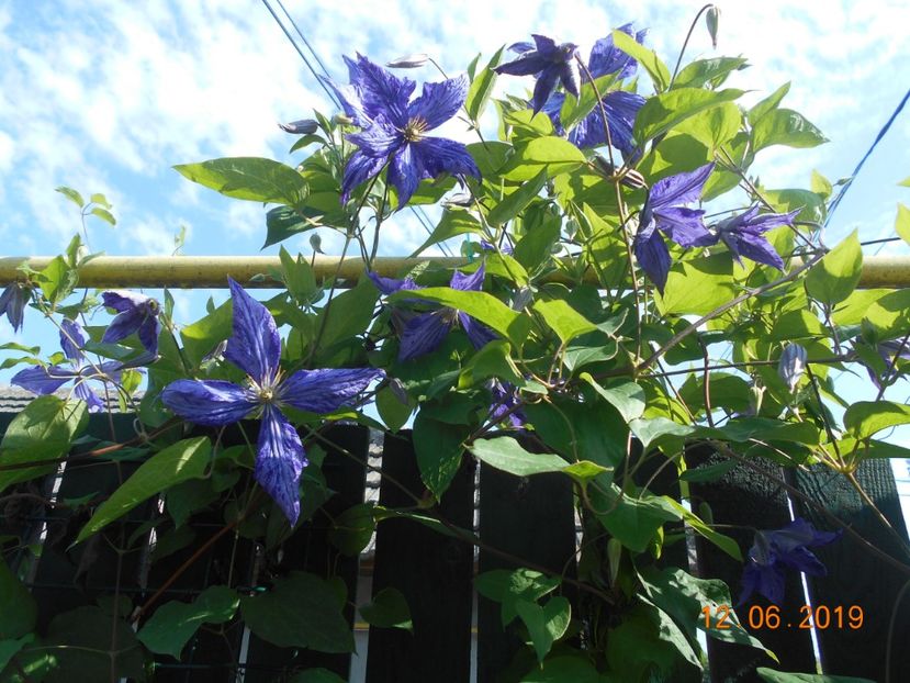  - 2Clematite 2019