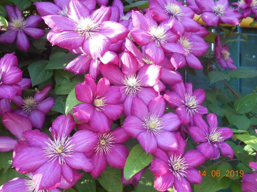  - 2Clematite 2019