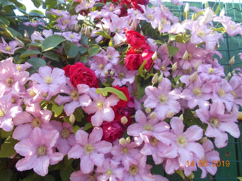  - 2Clematite 2019
