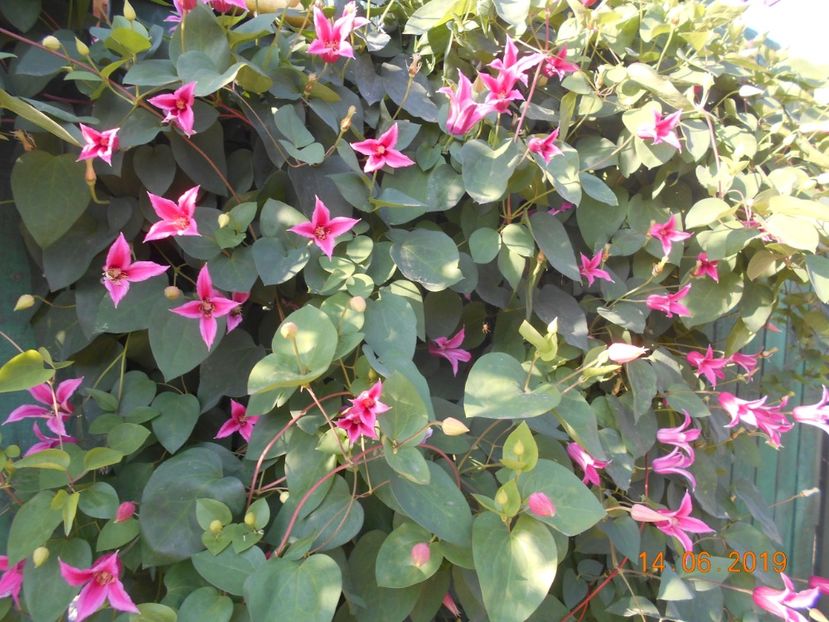  - 2Clematite 2019