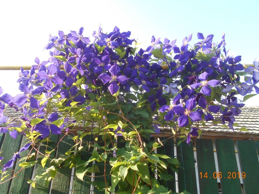  - 2Clematite 2019
