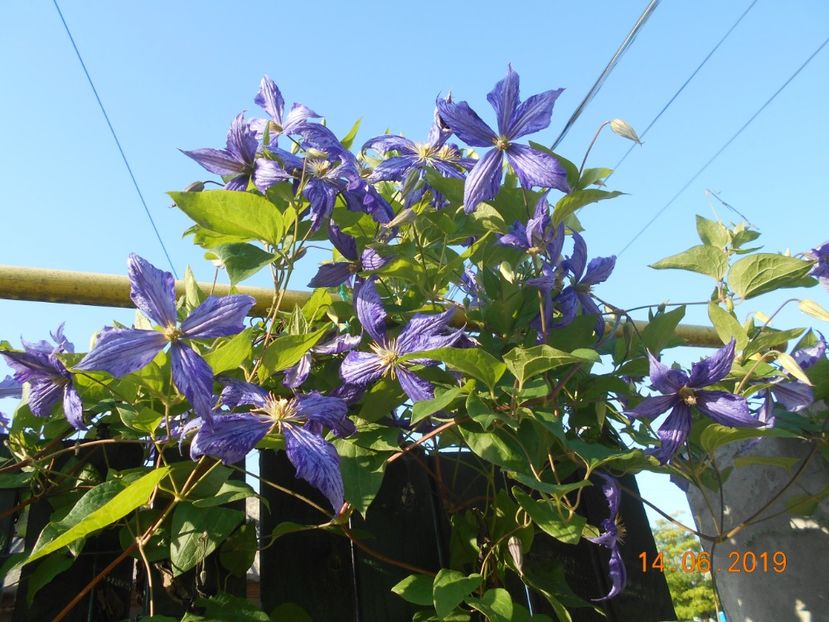  - 2Clematite 2019