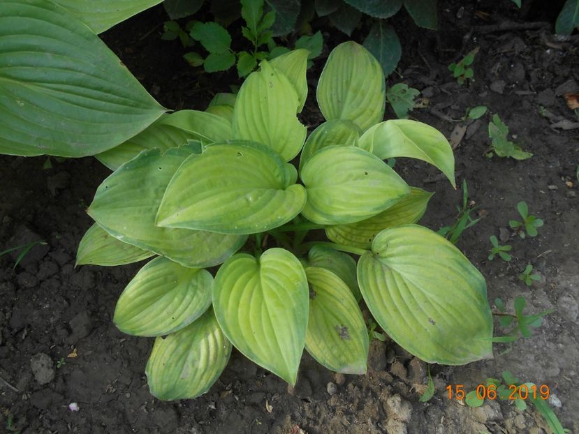  - 2Azalee-rhododendroni-hortensii-hoste 2019