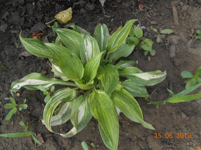  - 2Azalee-rhododendroni-hortensii-hoste 2019