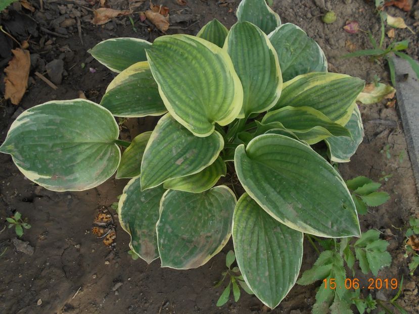  - 2Azalee-rhododendroni-hortensii-hoste 2019