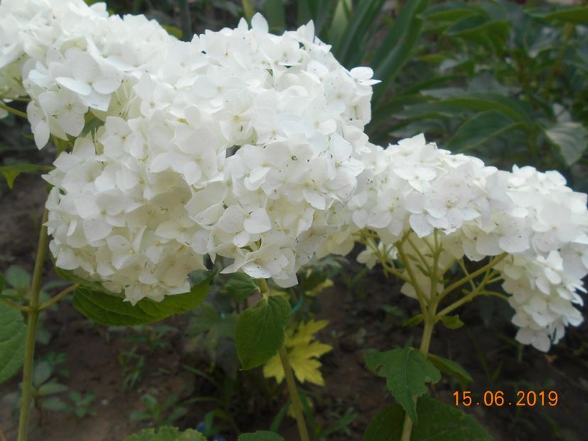  - 2Azalee-rhododendroni-hortensii-hoste 2019