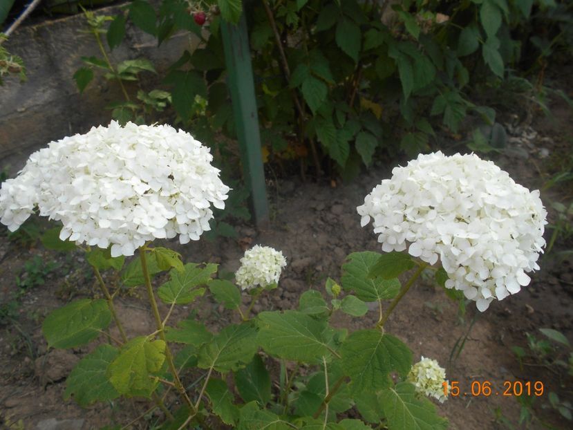  - 2Azalee-rhododendroni-hortensii-hoste 2019