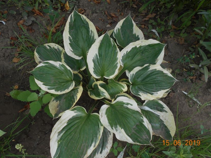  - 2Azalee-rhododendroni-hortensii-hoste 2019