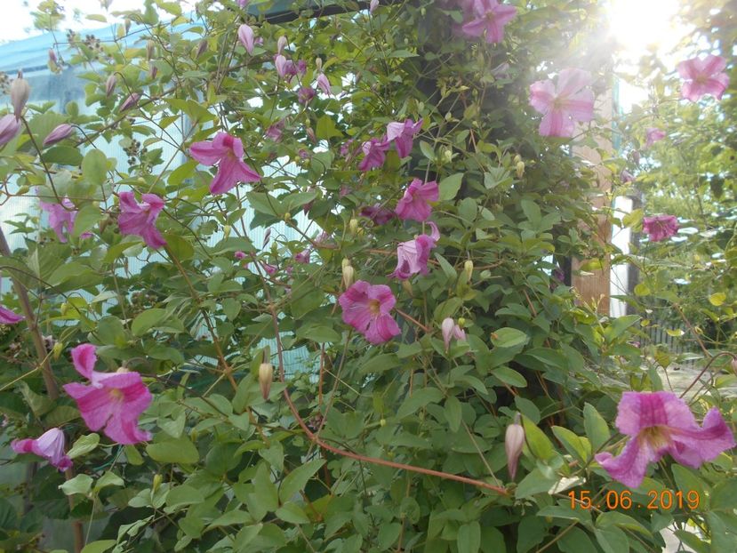  - 2Clematite 2019
