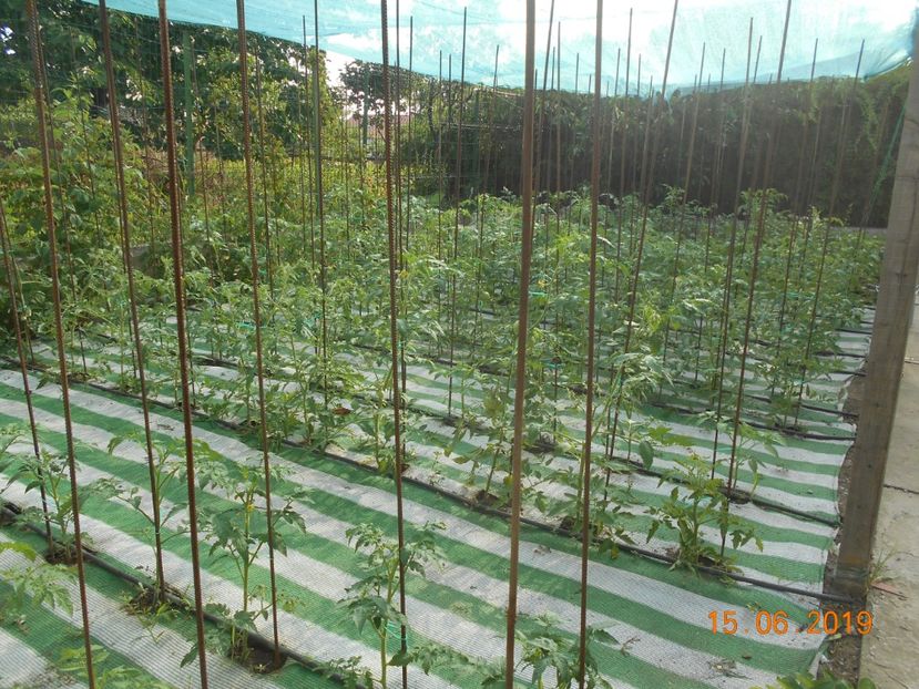  - 2Gradina de legume 2019