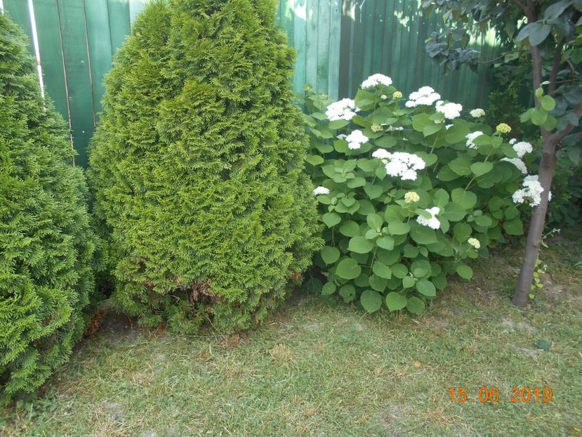  - 2Azalee-rhododendroni-hortensii-hoste 2019