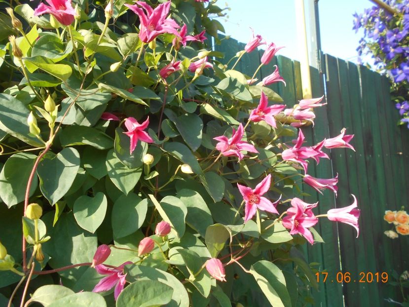  - 2Clematite 2019
