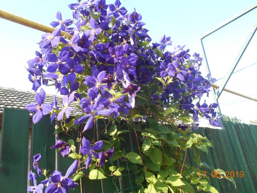  - 2Clematite 2019