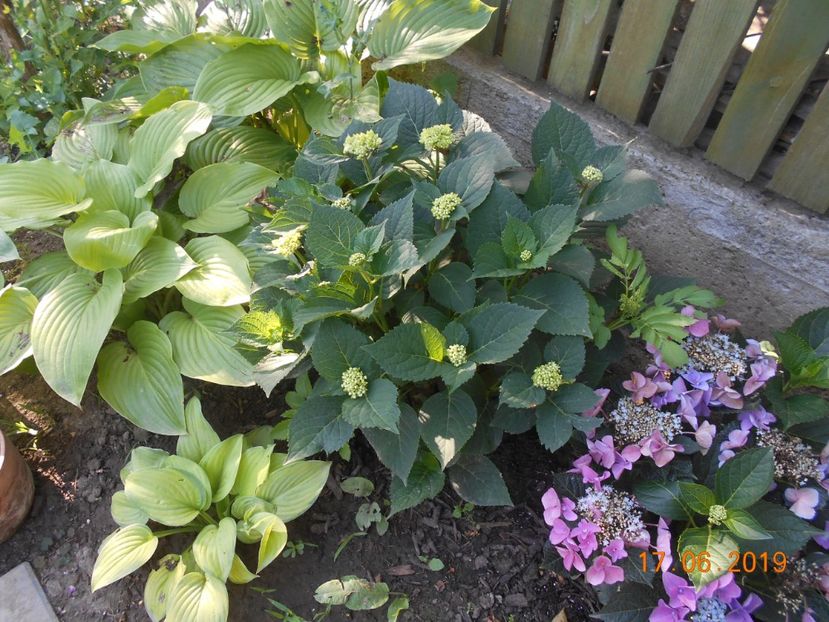  - 2Azalee-rhododendroni-hortensii-hoste 2019