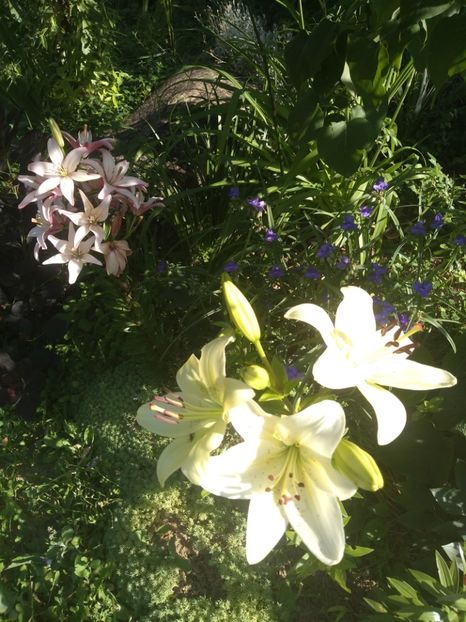  - Gradina iunie 2019