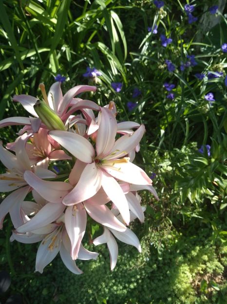  - Gradina iunie 2019