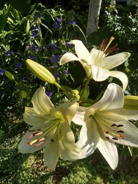  - Gradina iunie 2019